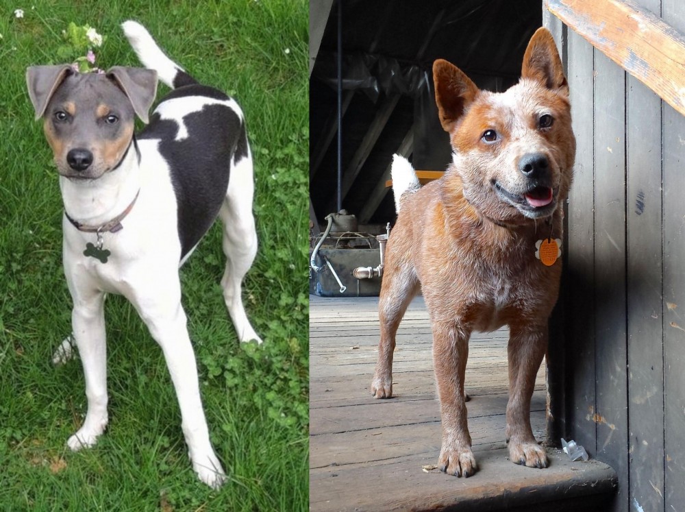 Red Heeler vs Brazilian Terrier - Breed Comparison