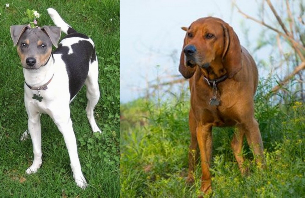 Redbone Coonhound vs Brazilian Terrier - Breed Comparison