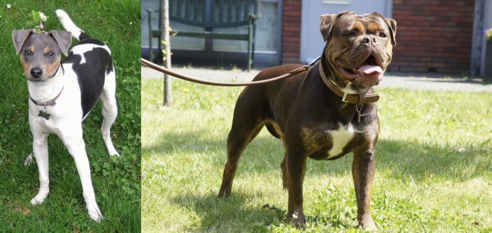 Renascence Bulldogge vs Brazilian Terrier - Breed Comparison