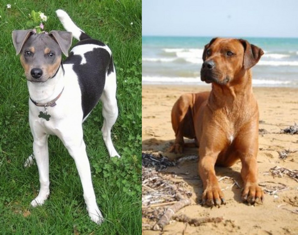 Rhodesian Ridgeback vs Brazilian Terrier - Breed Comparison