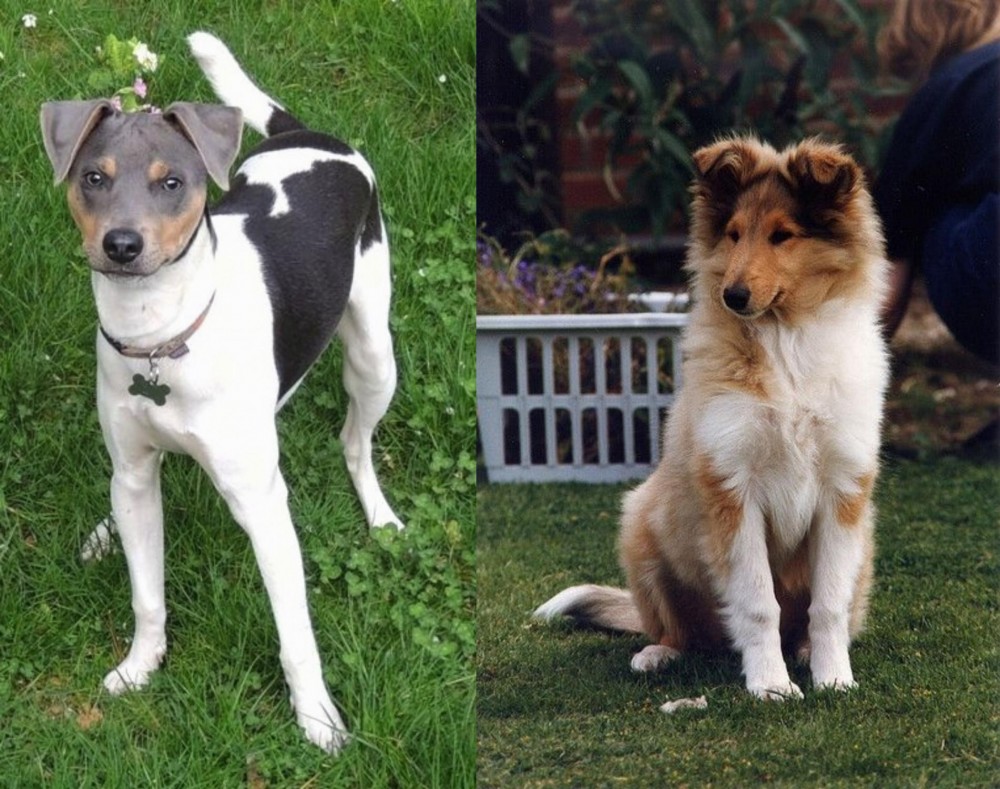 Rough Collie vs Brazilian Terrier - Breed Comparison