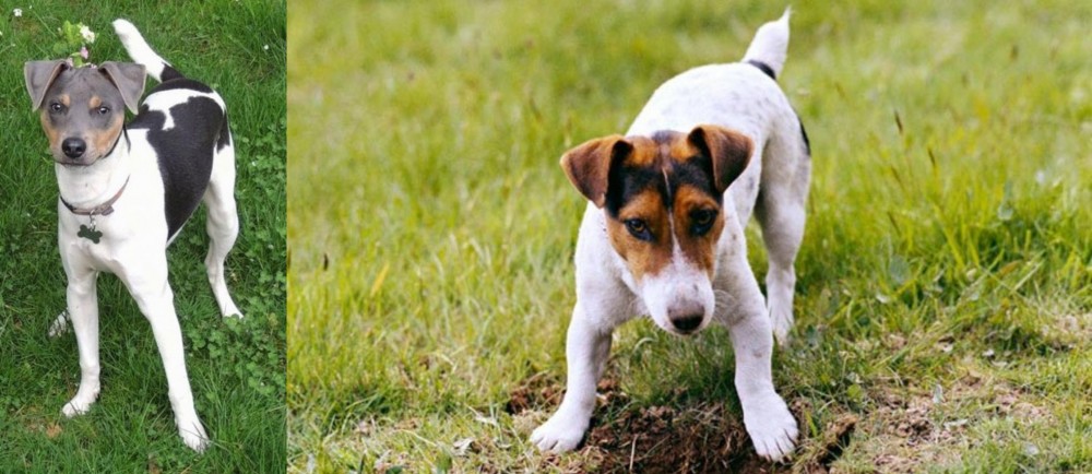 Russell Terrier vs Brazilian Terrier - Breed Comparison