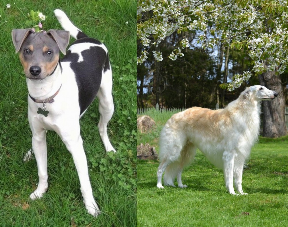 Russian Hound vs Brazilian Terrier - Breed Comparison