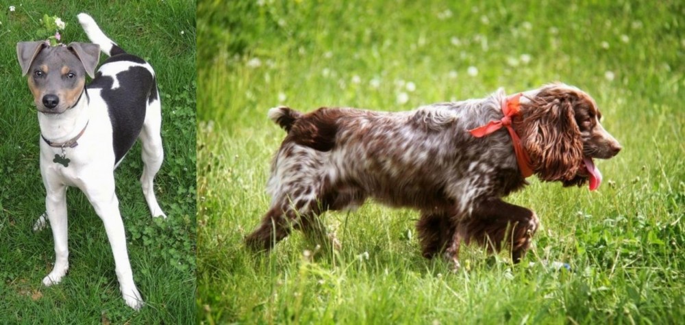 Russian Spaniel vs Brazilian Terrier - Breed Comparison