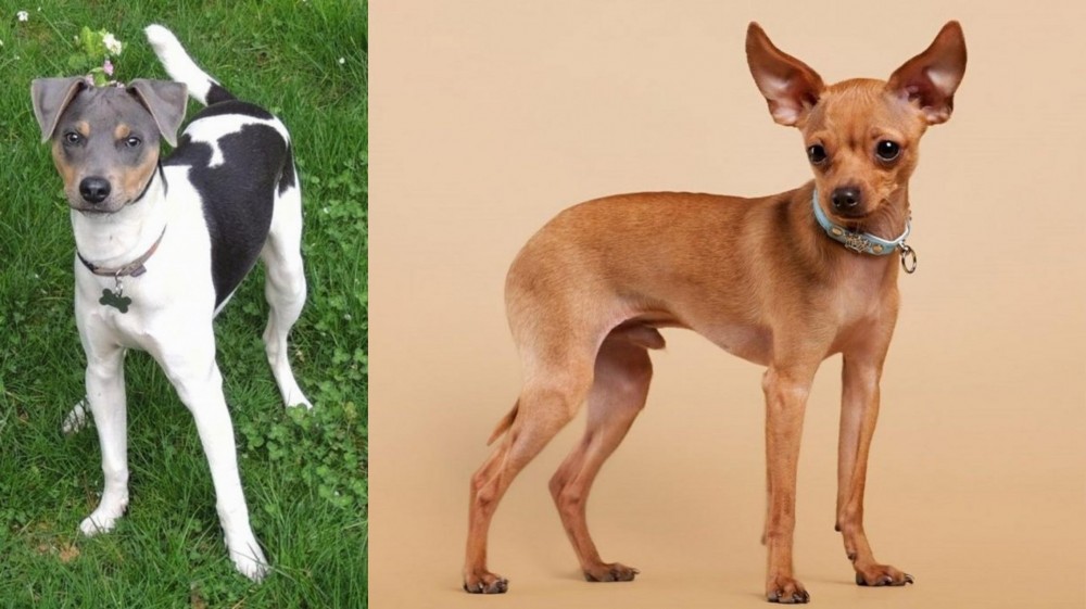 Russian Toy Terrier vs Brazilian Terrier - Breed Comparison