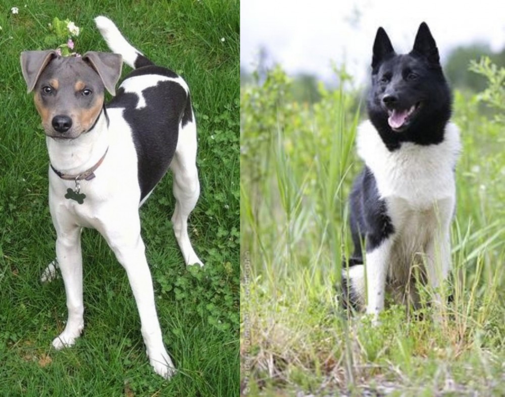 Russo-European Laika vs Brazilian Terrier - Breed Comparison