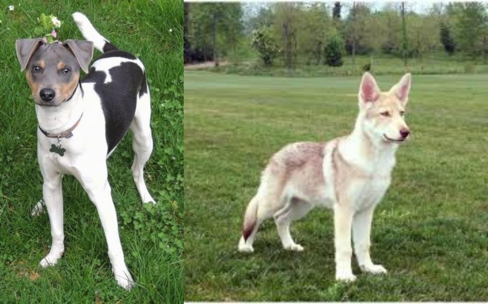 Saarlooswolfhond vs Brazilian Terrier - Breed Comparison