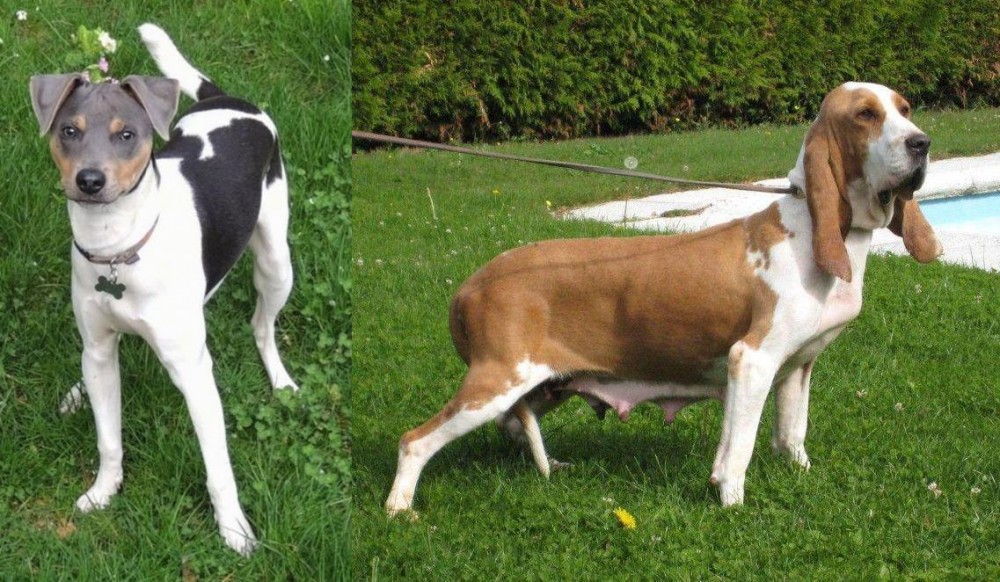 Sabueso Espanol vs Brazilian Terrier - Breed Comparison