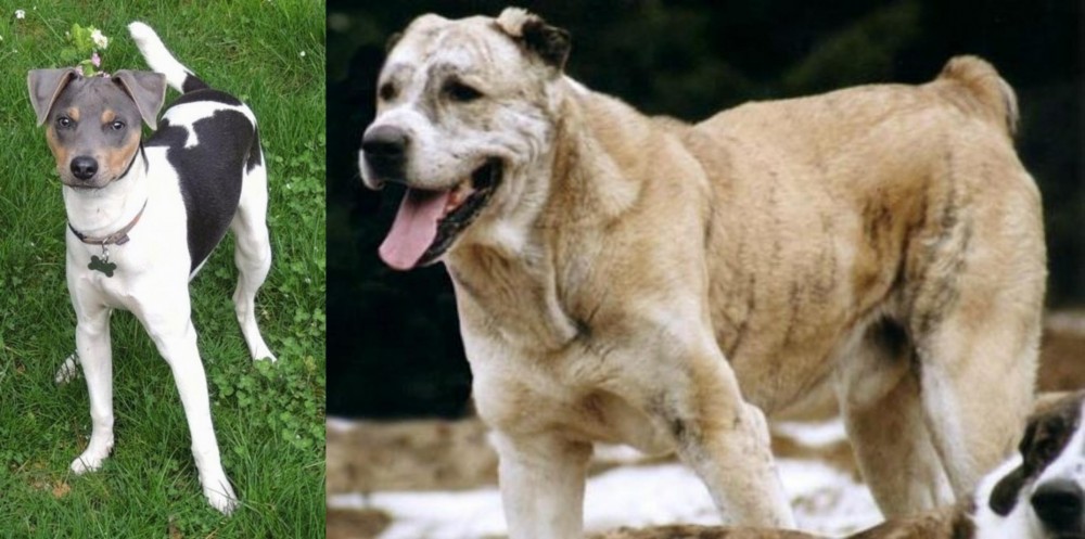Sage Koochee vs Brazilian Terrier - Breed Comparison