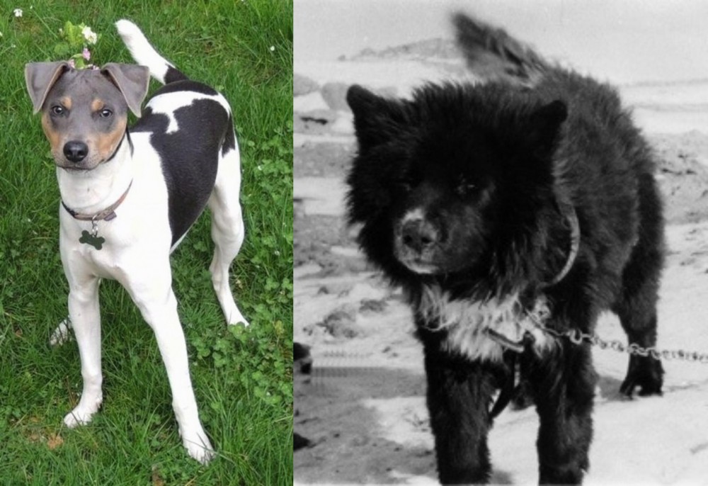 Sakhalin Husky vs Brazilian Terrier - Breed Comparison