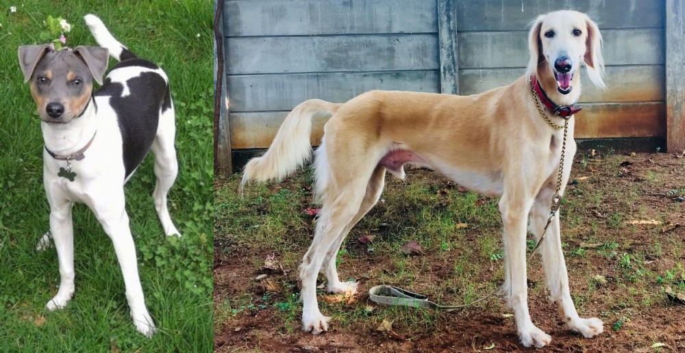 Saluki vs Brazilian Terrier - Breed Comparison