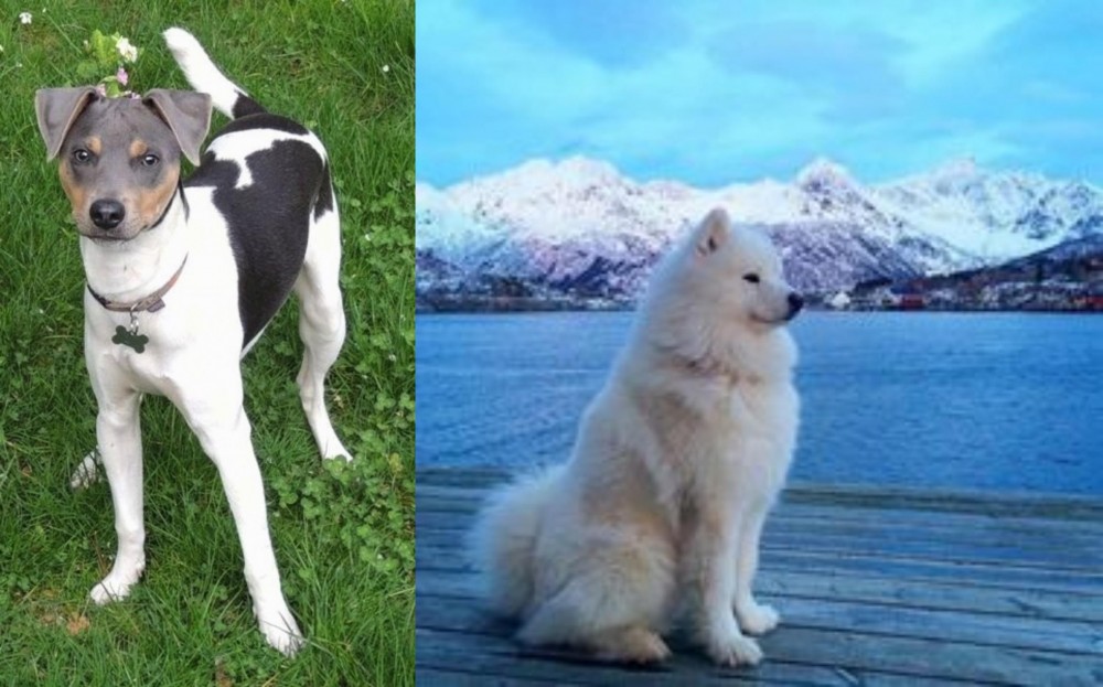 Samoyed vs Brazilian Terrier - Breed Comparison