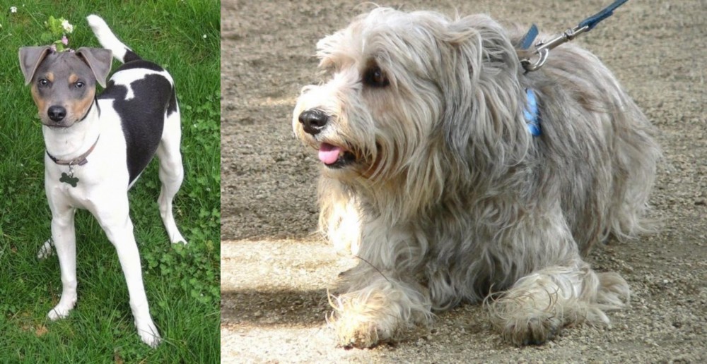 Sapsali vs Brazilian Terrier - Breed Comparison