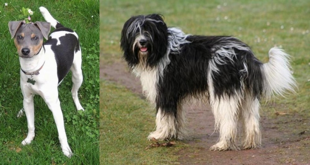 Schapendoes vs Brazilian Terrier - Breed Comparison