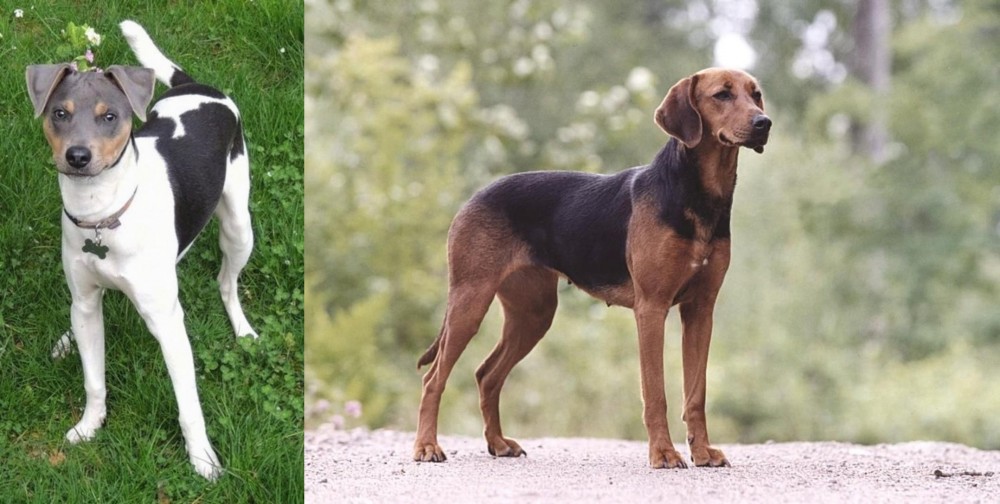 Schillerstovare vs Brazilian Terrier - Breed Comparison