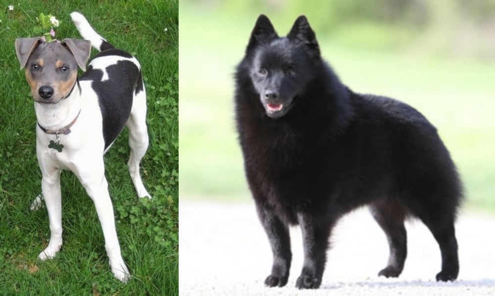 Schipperke vs Brazilian Terrier - Breed Comparison
