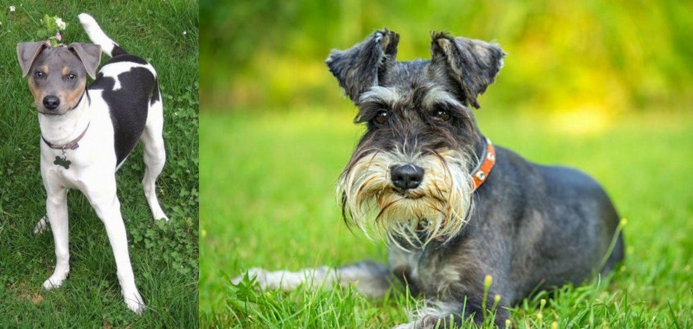 Schnauzer vs Brazilian Terrier - Breed Comparison