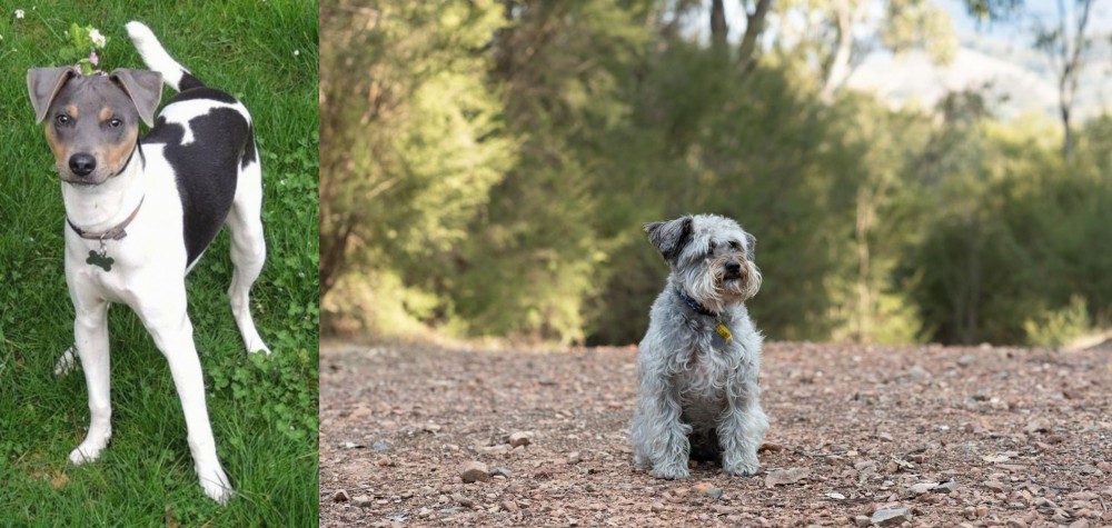 Schnoodle vs Brazilian Terrier - Breed Comparison