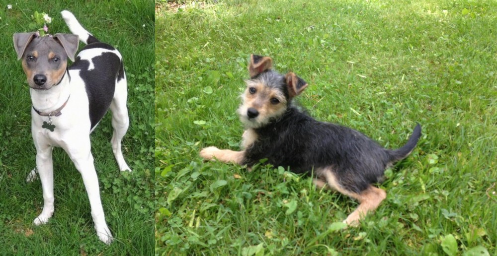 Schnorkie vs Brazilian Terrier - Breed Comparison