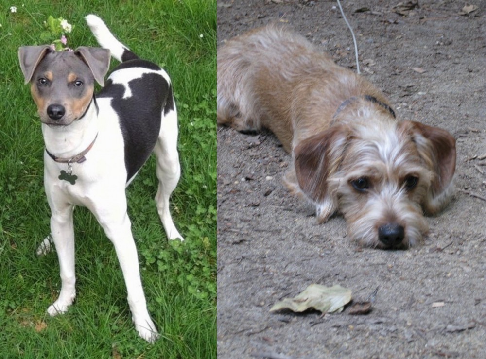 Schweenie vs Brazilian Terrier - Breed Comparison