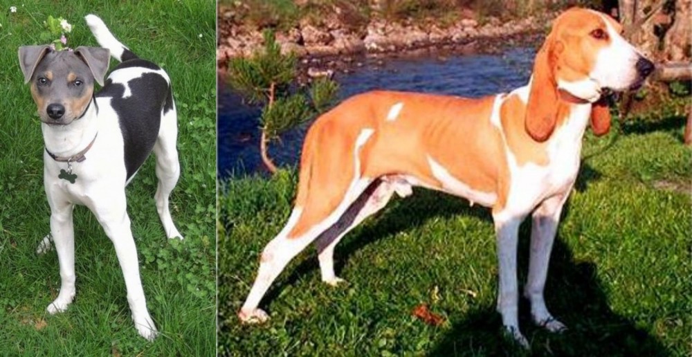 Schweizer Laufhund vs Brazilian Terrier - Breed Comparison