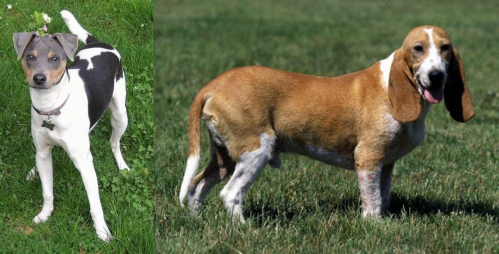 Schweizer Niederlaufhund vs Brazilian Terrier - Breed Comparison