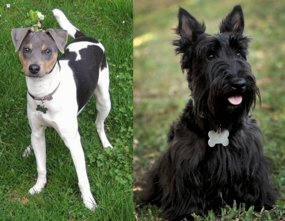 Scoland Terrier vs Brazilian Terrier - Breed Comparison