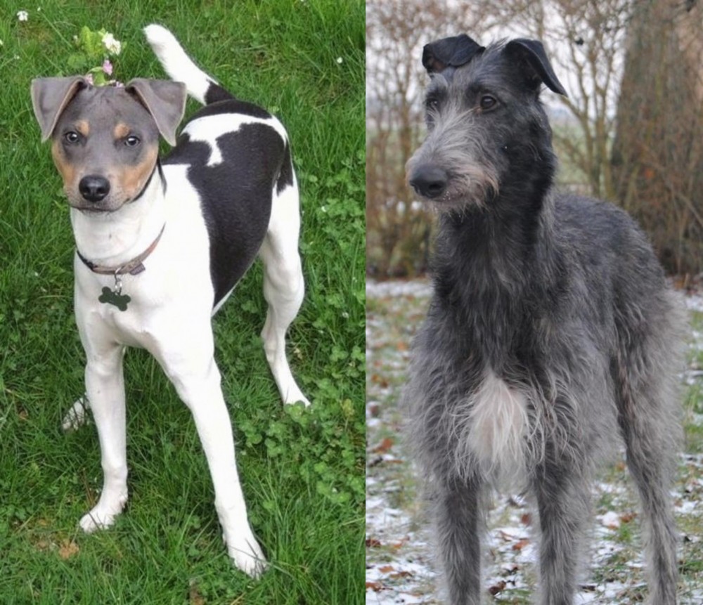Scottish Deerhound vs Brazilian Terrier - Breed Comparison