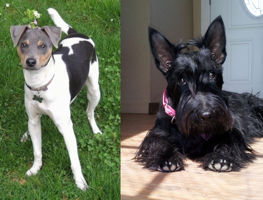 Scottish Terrier vs Brazilian Terrier - Breed Comparison