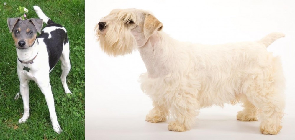 Sealyham Terrier vs Brazilian Terrier - Breed Comparison