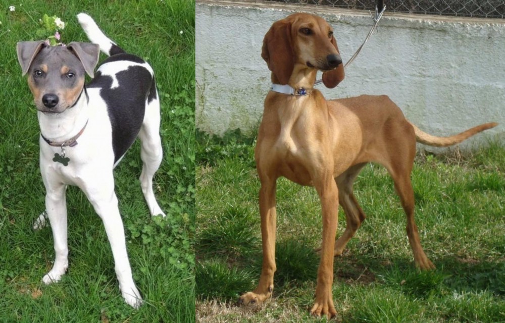 Segugio Italiano vs Brazilian Terrier - Breed Comparison