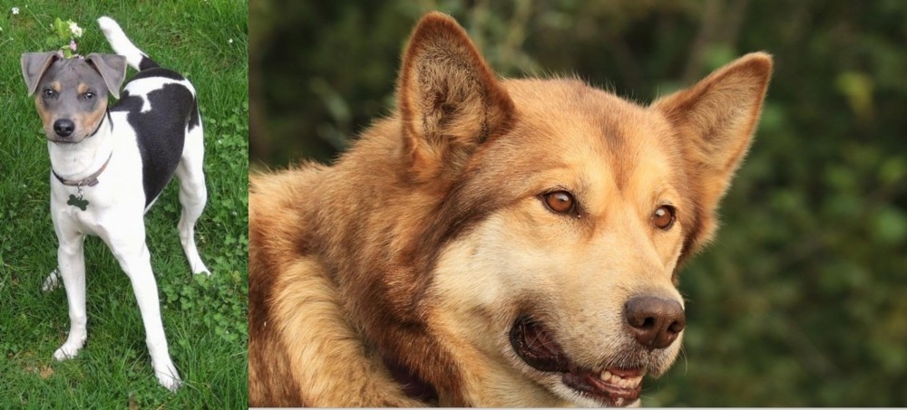 Seppala Siberian Sleddog vs Brazilian Terrier - Breed Comparison