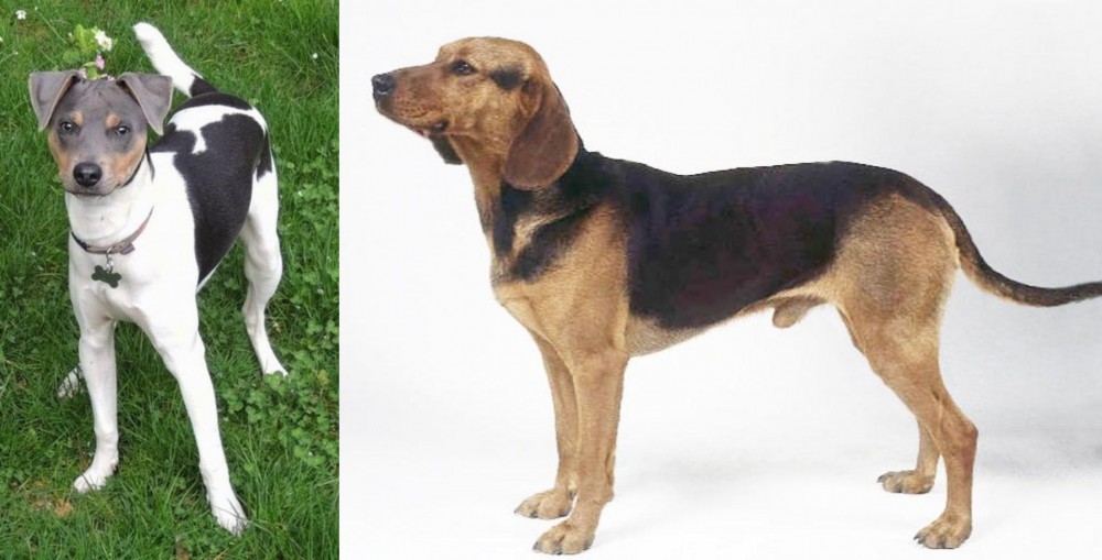 Serbian Hound vs Brazilian Terrier - Breed Comparison
