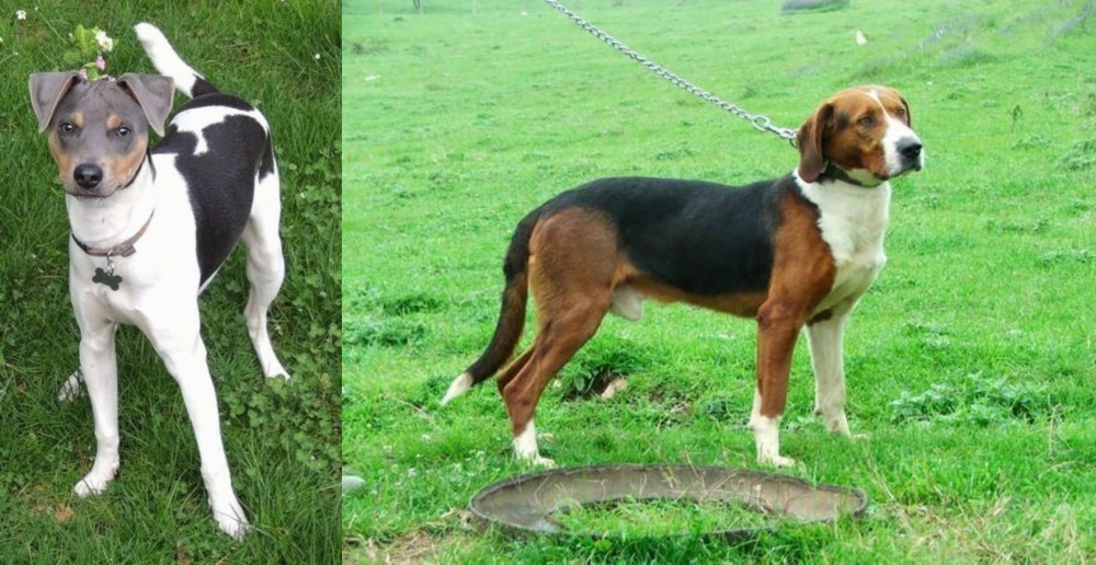 Serbian Tricolour Hound vs Brazilian Terrier - Breed Comparison