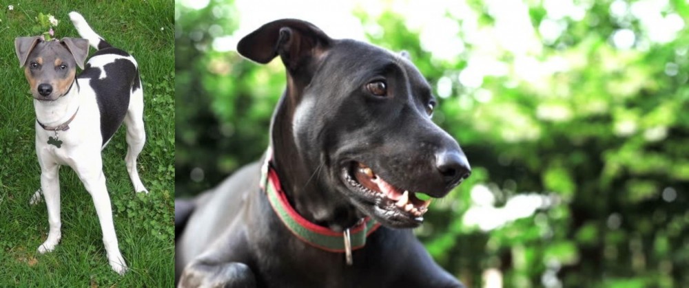 Shepard Labrador vs Brazilian Terrier - Breed Comparison