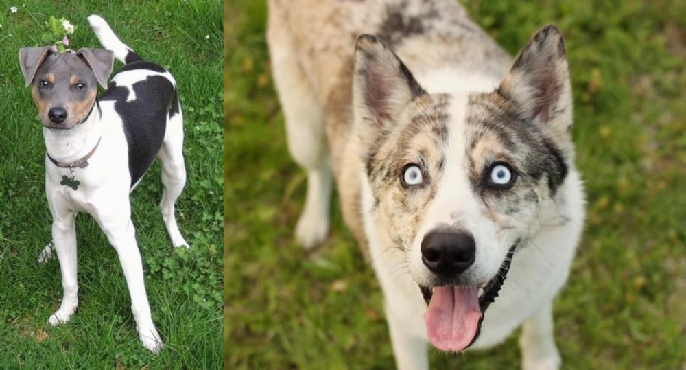 Shepherd Husky vs Brazilian Terrier - Breed Comparison