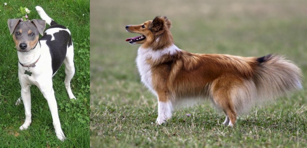 Shetland Sheepdog vs Brazilian Terrier - Breed Comparison