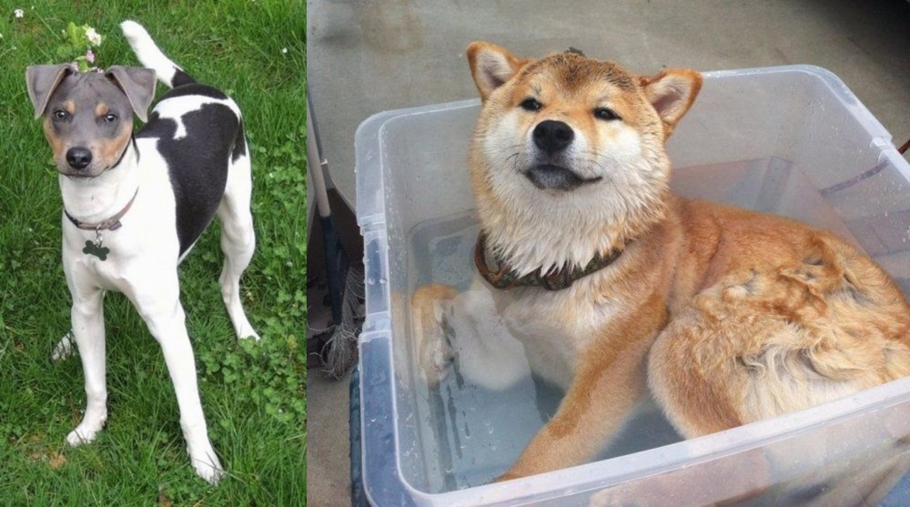 Shiba Inu vs Brazilian Terrier - Breed Comparison