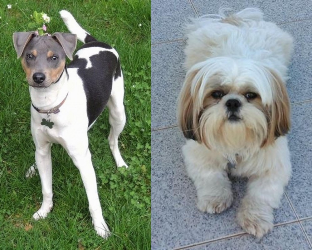 Shih Tzu vs Brazilian Terrier - Breed Comparison