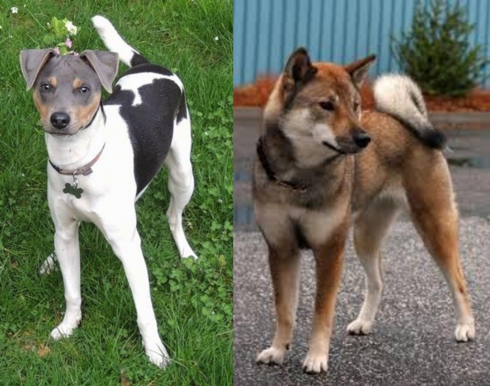 Shikoku vs Brazilian Terrier - Breed Comparison