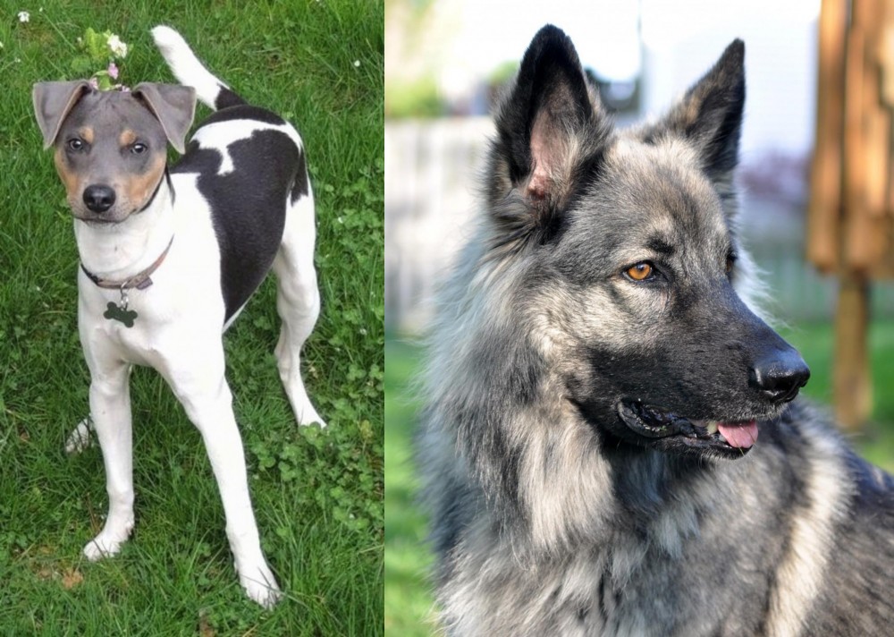 Shiloh Shepherd vs Brazilian Terrier - Breed Comparison