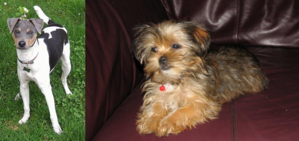 Shorkie vs Brazilian Terrier - Breed Comparison