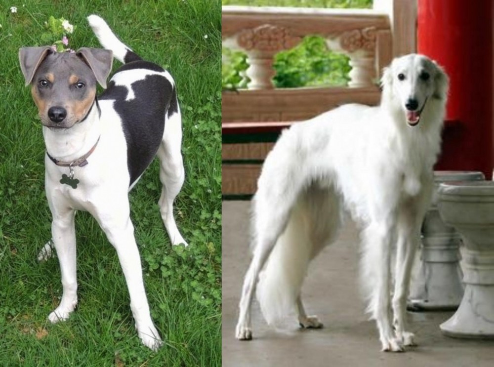 Silken Windhound vs Brazilian Terrier - Breed Comparison