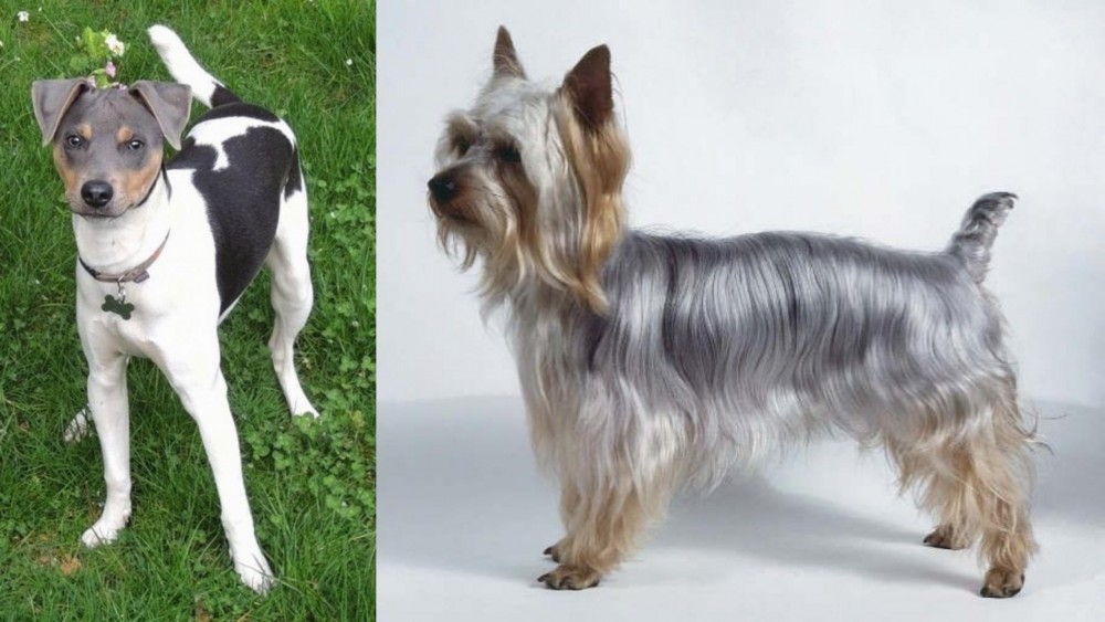 Silky Terrier vs Brazilian Terrier - Breed Comparison