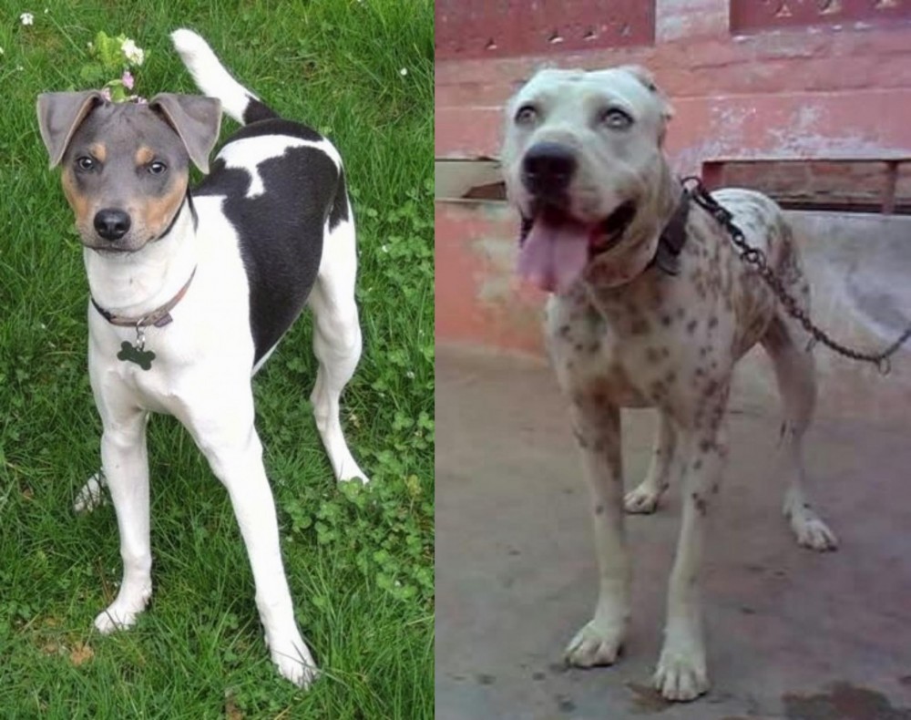 Sindh Mastiff vs Brazilian Terrier - Breed Comparison