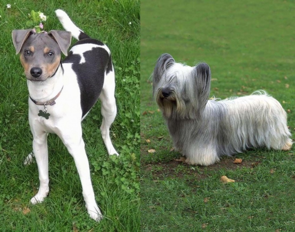 Skye Terrier vs Brazilian Terrier - Breed Comparison