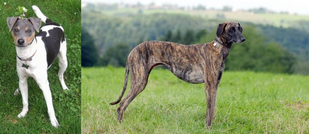 Sloughi vs Brazilian Terrier - Breed Comparison