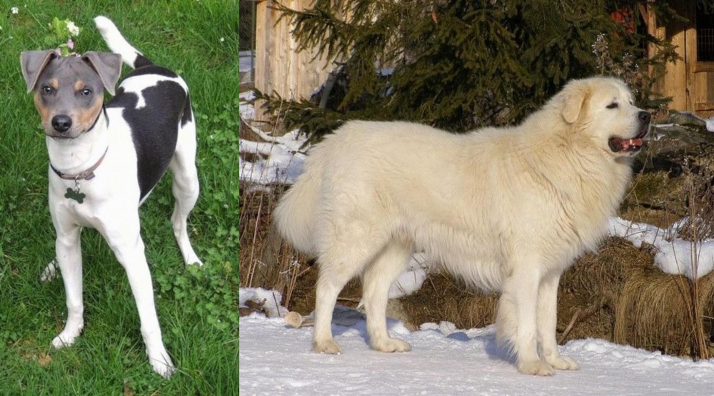 Slovak Cuvac vs Brazilian Terrier - Breed Comparison