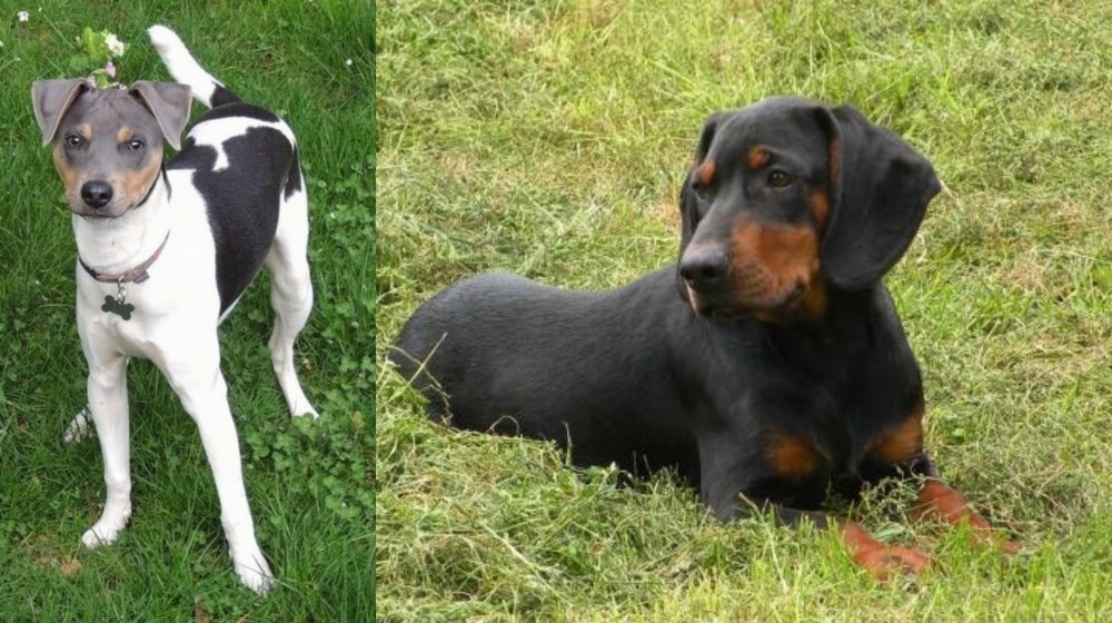 Slovakian Hound vs Brazilian Terrier - Breed Comparison