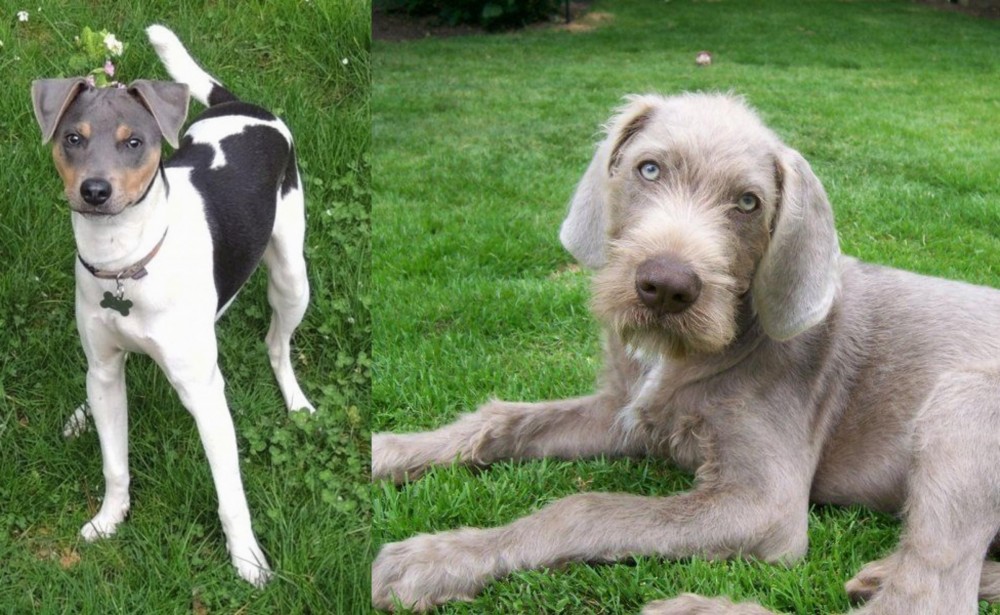 Slovakian Rough Haired Pointer vs Brazilian Terrier - Breed Comparison
